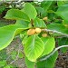 Artocarpus_hypargyraeus