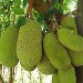 Artocarpus_heterophyllus- Jacquier